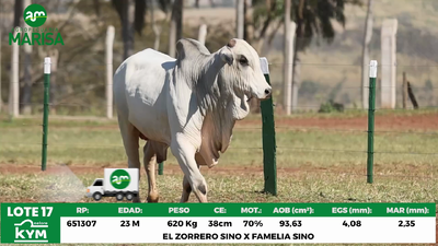Lote Lote 17