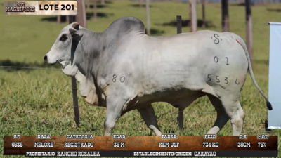 Lote LOTE 201 - EN VIVO