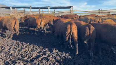 Lote 22 Vaquilla Gorda en Mostazal, VI Región O'Higgins