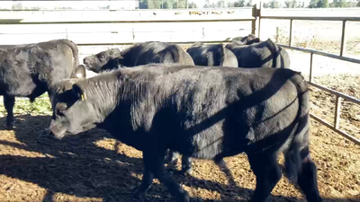 Lote 20 Ternero en Llanquihue, X Región Los Lagos