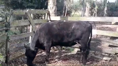 Lote (Vendido)Vaca 470kg -  en PIEDRA DE LOS INDIOS