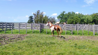 Lote Lote 4 - Macho 2 años