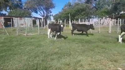 Lote 5 Terneras, San José