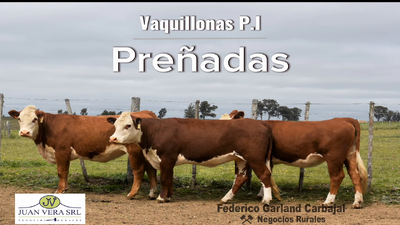 Lote VAQUILLONAS PREÑADAS PI  -  POLLED HEREFORD