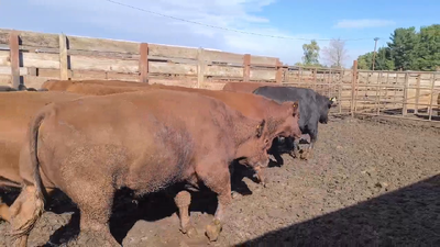Lote 19 Novillo Gordo en Los Ángeles, VIII Región Biobío