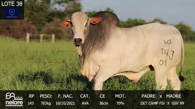 Lote LOTE 38