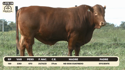 Lote LOTE 29