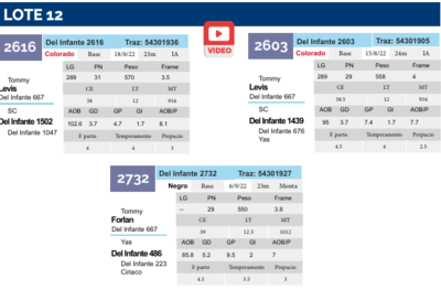 Lote Lote 12