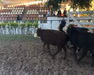 Lote 24 Terneros en Esquina, Corrientes