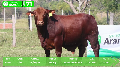 Lote LOTE 71