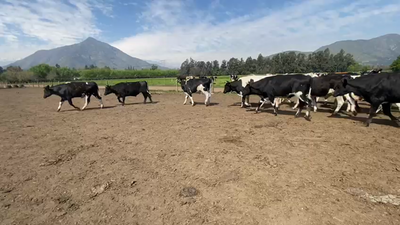 Lote 45 Novillo Gordo en Paine, Región Metropolitana