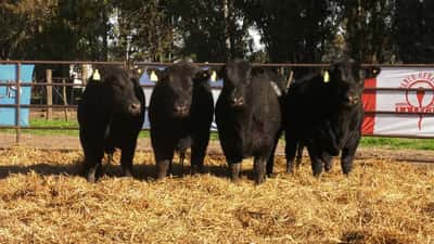 Lote TOROS ANGUS NEGROS PC