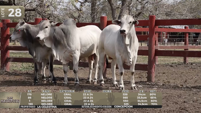 Lote LOTE 28