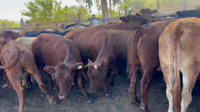 Lote 150 Vaquilla Engorda en Cauquenes, VII  Región Maule