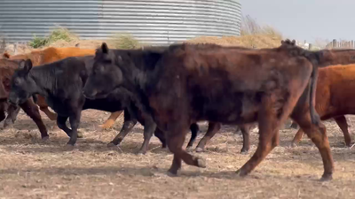 Lote 20 Vacas nuevas C/ cria en J.N. Fernández , Buenos Aires