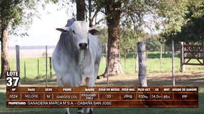 Lote (Vendido)Toros NELORE 830kg -  en Loma Plata