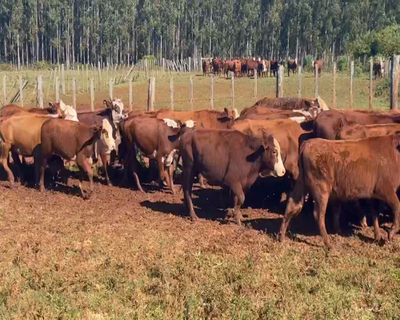 Lote 90 Vaquillonas en Corrientes, Virasoro