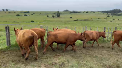 Lote Cabaña El Nano