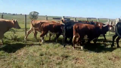 Lote 12 Vaquillonas 1 a 2 años CRUZA ANGUS Y HEREFORD, San José