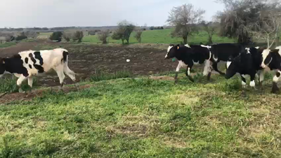 Lote 8 Terneros Holando 180kg -  en Colonia Alemana