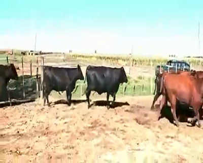 Lote 10 Vacas en Canals, Córdoba