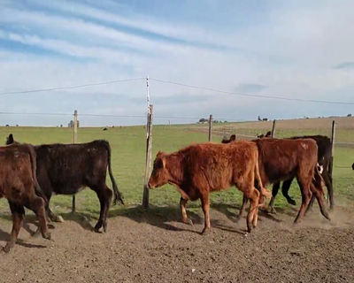 Lote 13 Vaquillonas  2 AA,  2 RA,  6 AA X HE,  1 AA XHO,  2 NO X HE 233kg - , Colonia