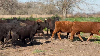 Lote 15 Terneros/as