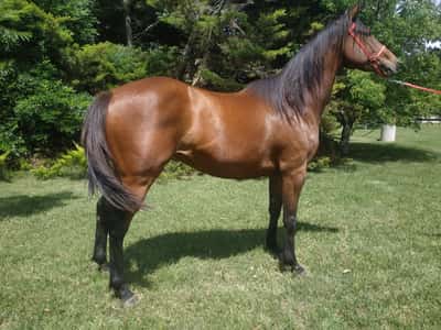 Lote Dancer Brooklyn