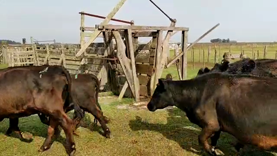 Lote 34 Vacas usadas preñadas en Rauch, Buenos Aires