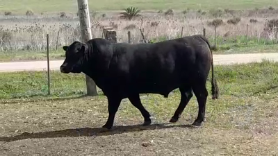 Lote TORO SA