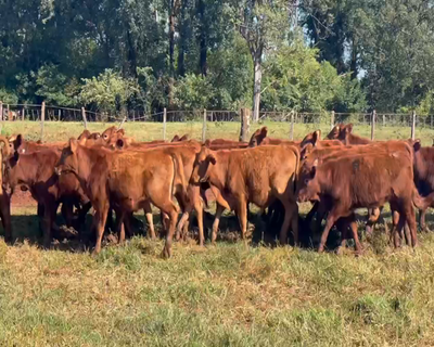 Lote 101 Terneros en Posadas, Misiones