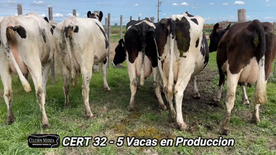 Lote 4 Vaca en Agraciada, Soriano