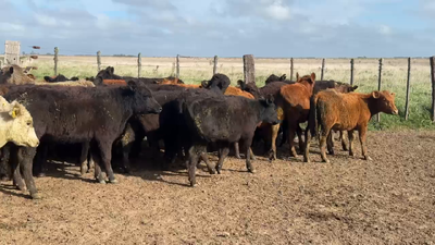 Lote 60 Terneros