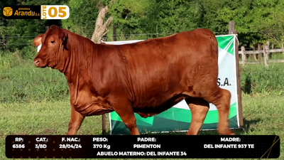 Lote LOTE 5