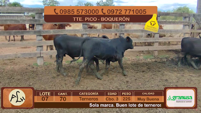 Lote 70 Terneros CBO 3 Tipo Brangus 225kg - , Boquerón