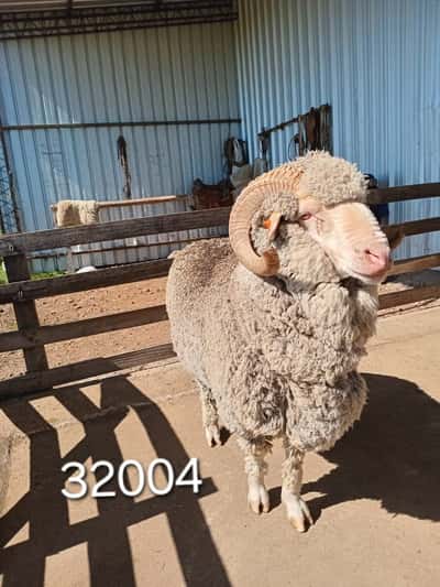 Lote 32004
