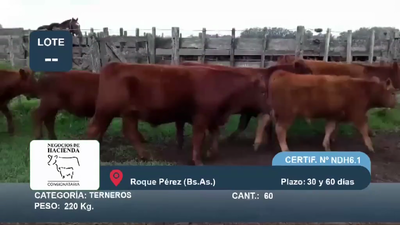 Lote 60 Terneros en Buenos Aires, Roque Pérez