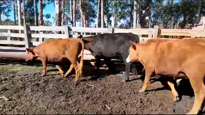 Lote (Vendido)6 Novillos 2 a 3 años 1 AA,  1 RA,  4 RA x HE 344kg -  en RUTA 30 KM 3. COLONIA VIÑAR.