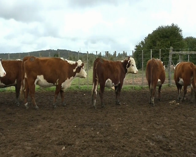 Lote 10 Vaquillonas Vacas Preñadas HEREFORD... 480kg - , Lavalleja