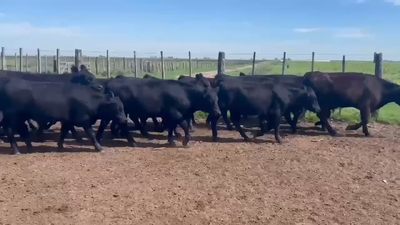 Lote 50 Terneros