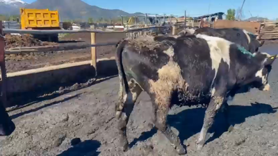 Lote 45 Novillo Gordo en Mostazal, VI Región O-Higgins