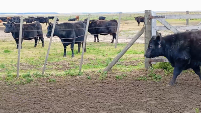 Lote 64 Terneros