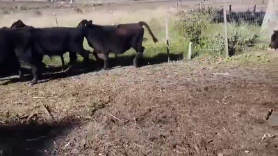 Lote TERNEROS