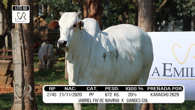 Lote LOTE 60