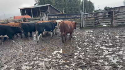 Lote 18 Novillo Engorda en Coyhaique, XI Región Aysén