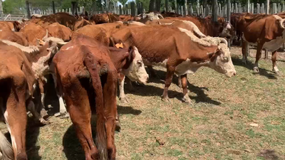 Lote 31 Vacas de Invernada en Melo, Cerro Largo