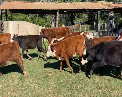 Lote 80 Terneros en Ituzaingó, Corrientes