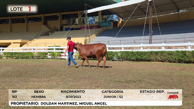 Lote LOTE 1