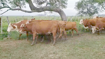 Lote 30 Vacas nuevas Preñadas en Ituzaingó, Corrientes