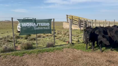 Lote 20 Terneras En TRES ARROYOS